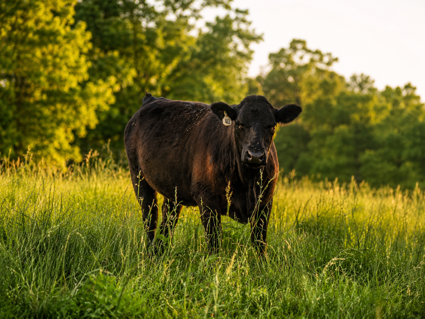 Cattle on the Pasture