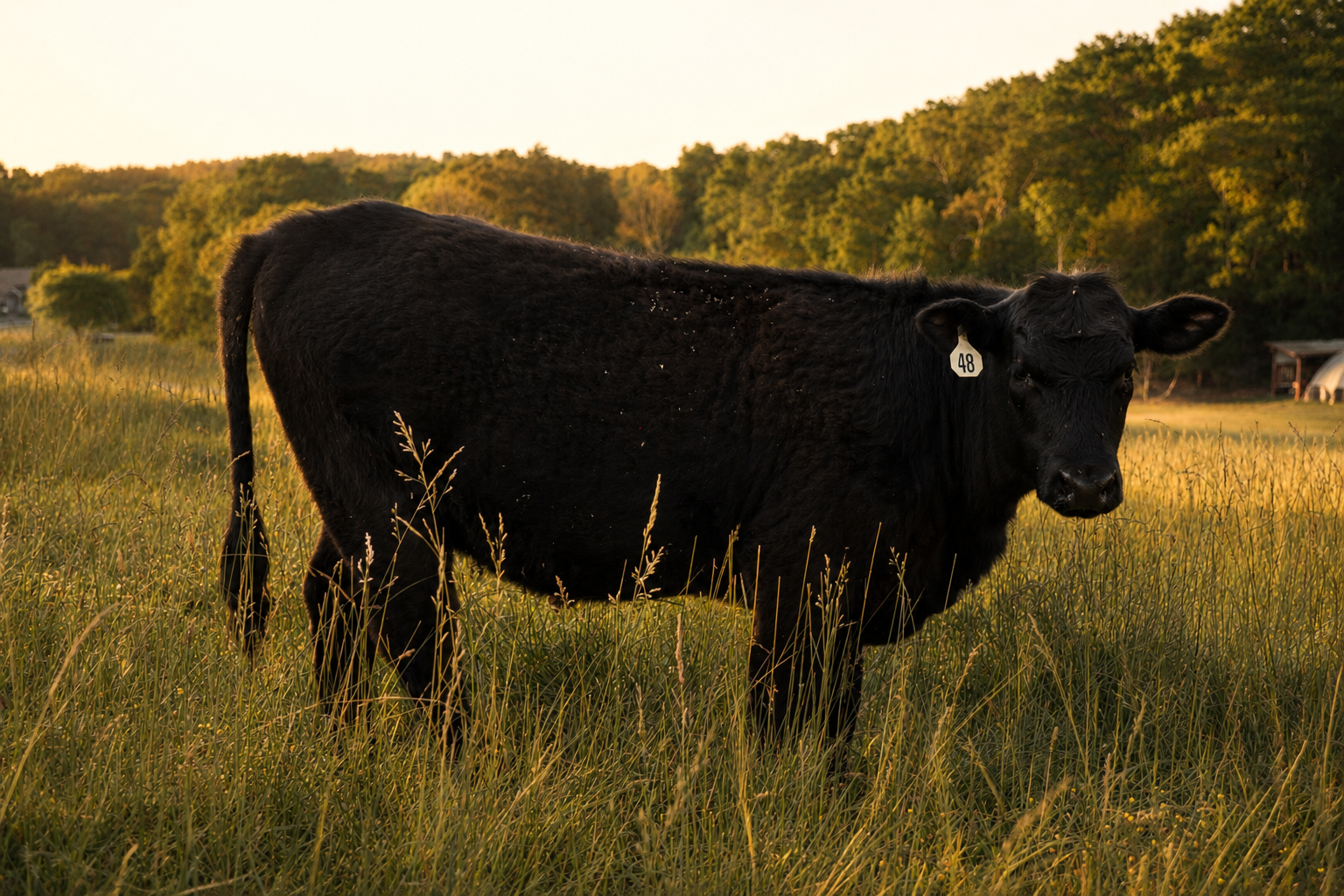 Black Quasa cow with ear tag 48 in the pasture at golden hour